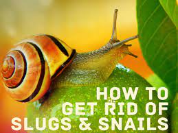 Try smearing vaseline around the rim and base of pots. 9 Sure Ways To Get Rid Of Snails And Slugs In Your House And Garden Dengarden