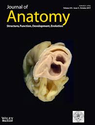 Maybe you would like to learn more about one of these? Cartilage Canals In The Distal Intermediate Ridge Of The Tibia Of Fetuses And Foals Are Surrounded By Different Types Of Collagen Hellings 2017 Journal Of Anatomy Wiley Online Library