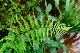 Image result for Pityrogramma