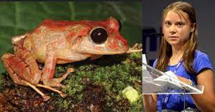 Newly discovered rain frog named after climate activist Greta Thunberg |  Lifestyle News | Manorama English