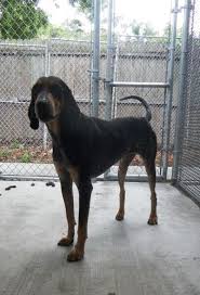 Black And Tan Coonhound For Sale In Sc Adopt Lady Bird On Petfinder Bluetick Coonhound Coonhound Beagle Dog