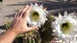 The saguaro cactus is one of the most recognizable of all cacti, as its distinct shape features in many western movies. Argentine Giant Cactus Youtube