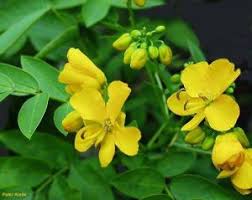 Image result for Senna floribunda