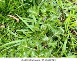 Image result for Solanum aculeatissimum