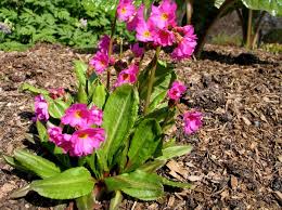 Image result for Primula
