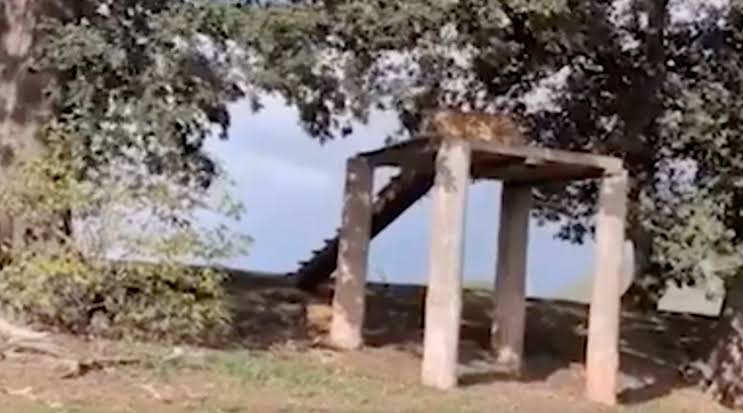 Man mauled to death by tiger shared footage from inside enclosure