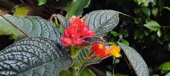 Image result for Gesneriaceae