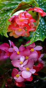 Pin By Racz Judit On Viragok Beautiful Nature Beautiful Roses Beautiful Places Nature