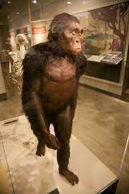 Lucy Fossil Anthropology Ancestor Field Museum