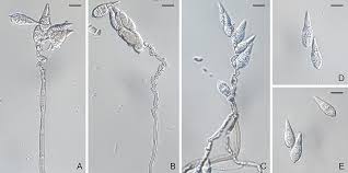 Image result for Pycnospora