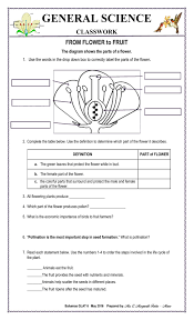 Flowers contain the male and female parts needed for sexual reproduction. From Flower To Fruit Part Worksheet