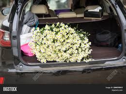 Buy daisy seeds by the packet or in bulk. Pile Daisy Flowers Car Image Photo Free Trial Bigstock