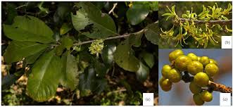 Image result for Turraea robusta
