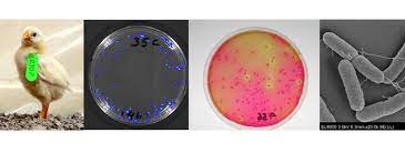 A number of its serovars are serious human pathogens. Vaccines To Prevent Colonization And Infection Of Poultry By Salmonella Enteritidis Serovars Enteritidis And Typhimurium Vaccine And Infectious Disease Organization