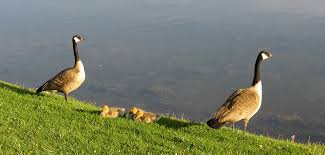 Obituary for Hilda Maxine (Myrtle) Nichol (Guest book)