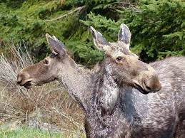 Domestic animal mutations were most common in cattle and pigs. The Chernobyl Disaster Caused Human And Animal Mutations