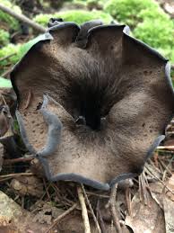 Image result for Pycnoporellus alboluteus