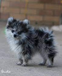 We did not find results for: 11mar 3 1012 Cute Pomeranian Cute Dogs Cute Baby Animals