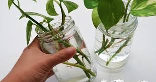 How To Grow Lucky Bamboo Can Bamboo Grow In Water Indoor Bamboo Care Urdu Hindi Youtube Lucky Bamboo Plants Bamboo Plant Care Money Plant In Water