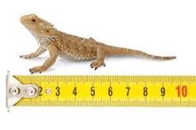 Bearded Dragon Tank Size Heres What Size Tank You Should