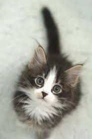 Google Sevimli Kedi Yavrulari Sevimli Kediler Guzel Kediler