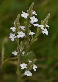 Image result for Buchnera chimanimaniensis