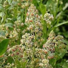 Image result for Secamone retusa