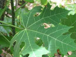 Maybe you would like to learn more about one of these? Meet Tree Spinach Chaya The Leafy Superfood Food That S Packed With Vital Nutrients One Green Planet