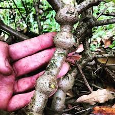 Image result for Psychotria palustris