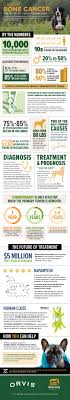 Without treatment, a dog diagnosed with osteosarcoma will succumb to the cancer in only one to two months. Bone Cancer In Dogs What It Means For Your Dog And What You Can Do
