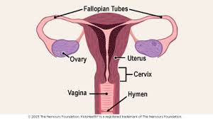 Image result for female sex organ