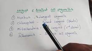 Plant cells also belong to eukaryotic organisms, not prokaryotes. Quick Answer What Is The Second Largest Organelle In A Cell The Biggest