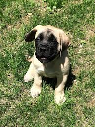Kopek Yavrusu Ingiliz Mastiff Kopek Sevimli Masti Hayvan Yavru Kopek Tapilasi Pikist