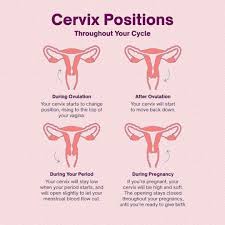 Image result for cervix position