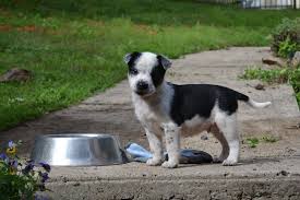 American Bulldog X Border Collie Mix Border Collie Mix Dog Waiting American Bulldog