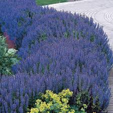 Image result for Salvia nilotica