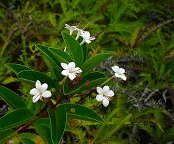 Image result for Volkameria