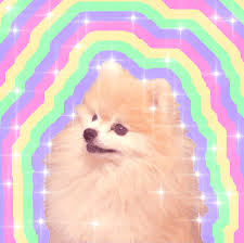 Black dog with flower in the mouth. Pomeranian Dog Gifs Novocom Top