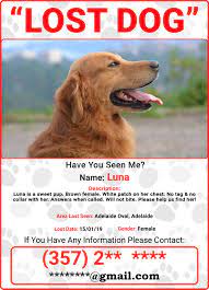 If you are searching around you and no result, know that there are solutions to find your dog, including websites, mobile applications for facebook groups where you can share your post. 7 Simplest Ways To Find Your Lost Dog