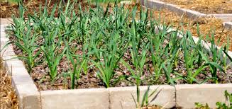 That's worth reading first, being a short but important page which wraps up this whole pesky pest. Natural Garden Pest Control Green Me Locally