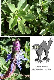 Cat repellents from stores should be checked for not becoming toxic and hazardous towards the cats and the atmosphere. Coleus Canina Scarethecat Plant Kiyanti2008 S Weblog