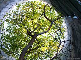 National Geographic Trees Hd Wallpapers Desktop And Mobile Images Photos