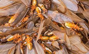 We use all ecogreen or organic products and we don't just spray for spraying! Termite Tenting Services And Home Fumigation In Orange County