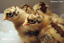 The sicilian buttercup is a breed of domestic chicken from the island of sicily. Buttercups
