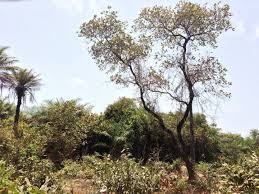 Image result for Terminalia macroptera