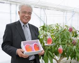 They typically sell between $25 and $200 and these were gifted to us at the. In Chilly Hokkaido Farmer Uses Hot Spring To Grow Mangoes The Japan Times