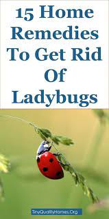 15 Home Remedies To Get Rid Of Ladybugs Asian Lady Beetles This Guide Shares Insights On The Following Ladybug Lady Beetle Ladybug House Diy Bug Repellent