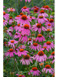 Image result for Hibiscus mechowii