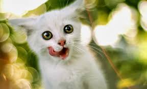 Image 30 wallpaper lucu hd terbaru bangiz. Katze Bilder Hd Download Download Hintergrundbild Harimau Bergerak 1600x973 Wallpapertip