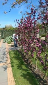 haagje van sier fruit als afscheiding tuin ideeen tuin moestuin